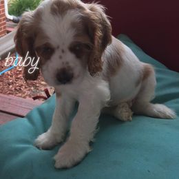 Cocker Spaniels from Country Cockers