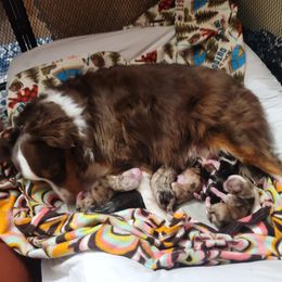 Miniature Australian Shepherd puppies from Garay Mini Aussies