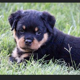 Rottweiler Puppies from Central Valley Rottweilers