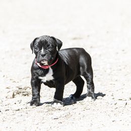 Olde English Bulldogge Puppies from ABK Bulldogges