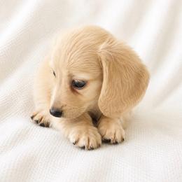 Scary - Cream female Dachshund puppy in Sebring, Florida from Mini Weenies