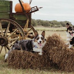 Cardigan Welsh Corgis from White Paws Cardigan Corgis