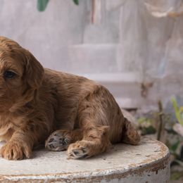 Purple - Red  Poodle puppy in Tompkinsville, Kentucky from Dog E Stylz Breeding