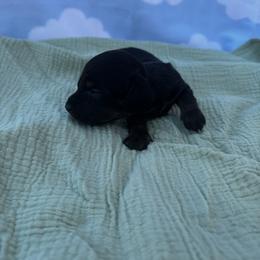 Rex - Black and tan male Dachshund puppy in Dyess Afb, Texas from Story Dachshunds