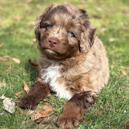 Atlas - Red merle male Aussiedoodle puppy in Holly Springs, North Carolina from Whiskey River Doodles
