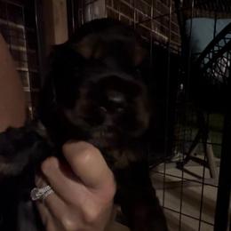 Luna - Black white and tan female Cocker Spaniel puppy in Justin, Texas from Flud Farm Cocker Spaniels
