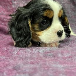 Cavalier King Charles Spaniel Puppies from Sam Gillians