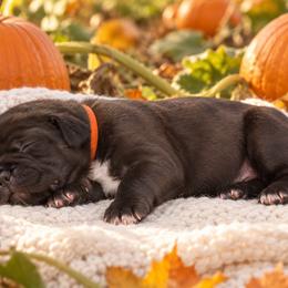 Orange Collar Boy - Black male Cane Corso puppy in Gorman, Texas from McOmber Country Kennels