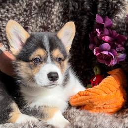 Hemi - Black and tan male Pembroke Welsh Corgi puppy in Delray Beach, Florida from Holly's Pembroke Welsh Corgis