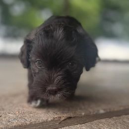 Havanese from Natalie’s Havanese