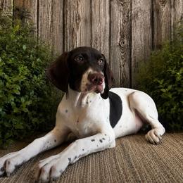 Kuiper - White and liver male German Shorthaired Pointer puppy in Ulen, Minnesota from North Wind Gundogs