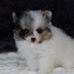 AKC Jazz - Black and tan parti female Pomeranian puppy in Albany, Indiana from Hatz Off Puppies