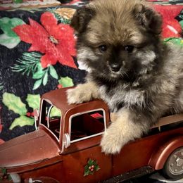 -----HOLIDAY PRICING-----Miska will be ready before Christmas (December 6) - Wolf sable female Pomeranian puppy in New Tazewell, Tennessee from Pom Pom Pomskies and Pomeranians-TN