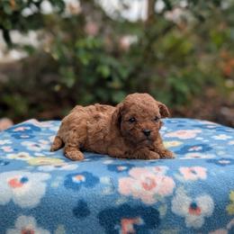 Bonnie - Red female Cavapoo puppy in Mc Ewen, Tennessee from Spencer's "lil" Cavapoos & Bernedoodles