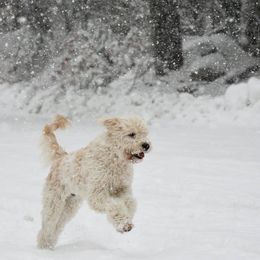 Goldendoodle All Grown Up from Mermaids Lair Doodles