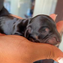 Girl 1 - Black and tan female Dachshund puppy in Orem, Utah from Miekca’s Dachshunds