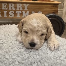 Charley - Brown female Cockapoo puppy in Paradise, Texas from 4W’s F2 Cockapoos