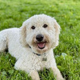 ZuZu - Goldendoodle