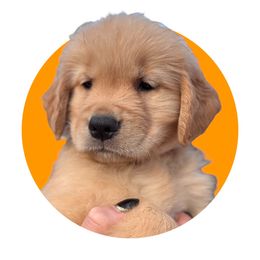 Orange - Dark golden Golden Retriever puppy in Lakeville, Massachusetts from Platinum Golden Retrievers