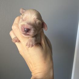 Girl 2 - Cream female Dachshund puppy in Martinsville, Virginia from Ana’s Beautiful Doxies