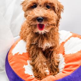 Cookie - Red  male Goldendoodle puppy in Belton, South Carolina from Poodley Doodley Doo
