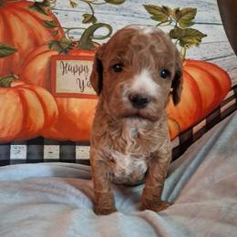 Harley - Apricot male Goldendoodle puppy in Haddam, Kansas from Golden B Acres