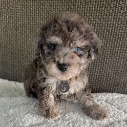 Female Five - Black & tan female Maltipoo puppy in Chariton, Iowa from Mia Lucky Home