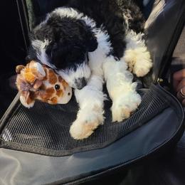 Goldendoodle, Golden Retriever, and Sheepadoodle Puppies from Guppy Puppies