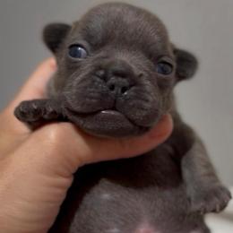 Melo - Blue male French Bulldog puppy in Miami, Florida from Oceanside French Bulldogs