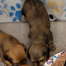 Dachshund Puppies from CLARK'S BREEDING PROGRAM