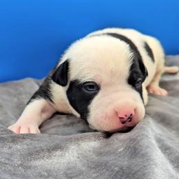 Black Pied Female - Black female American Bully puppy in Lexington, Kentucky from Deuce's Den