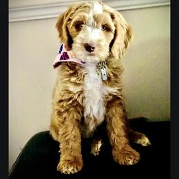 Bernedoodle and Goldendoodle Puppies from Mountain Doodles