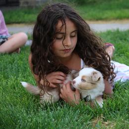 Australian Shepherd, Miniature American Shepherd, Miniature Australian Shepherd, and Toy Australian Shepherd Puppies from Painted Blue Aussies