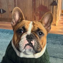 Boomer - French Bulldog