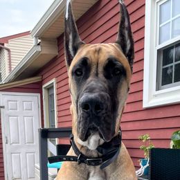 Great Dane Puppies from F&B Kennels