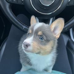 Paloma - Blue female Pembroke Welsh Corgi puppy in Patchogue, New York from South Shore Corgis