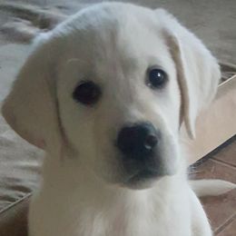 White Lab Puppy - Yellow male Labrador Retriever puppy in Arizona from Lily's White Labs