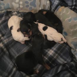 Yorkipoo and Yorkshire Terrier Puppies from Sonshine Yorkies