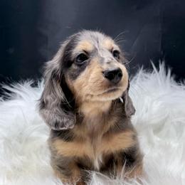 Luigi-FULL EUROPEAN - Dapple male Dachshund puppy in Town Creek, Alabama from Davinesse Miniature Dachshunds