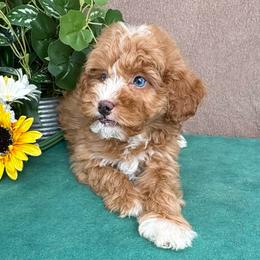 Cappuccino (Blue Eyes) - Red male Bernedoodle puppy in Seymour, Missouri from D and D’s Dandy Doodles