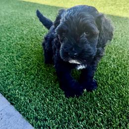 Darla - Black female Goldendoodle puppy in Anthem/Phoenix, Arizona from Ironwood Doodles