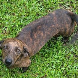 Tigger - Dachshund