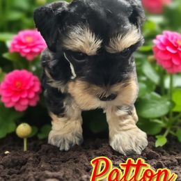 Patton - Black and silver male Miniature Schnauzer puppy in Lexington, North Carolina from Schnauzer Snobs
