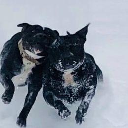 Clem - Staffordshire Bull Terrier