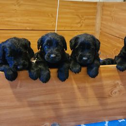 Giant Schnauzer puppies from Kaiser's Giants