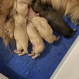Dachshund puppies from Sugarfoot Dachshunds