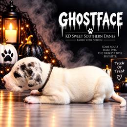 Ghostface - Harlequin male Great Dane puppy in Montgomery, Texas from KD Sweet Southern Danes