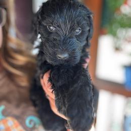 Zuko - Black male Goldendoodle puppy in Glen Daniel, West Virginia from Dani’s Doodles