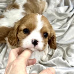 Cavalier King Charles Spaniel Puppies from Hill country cavaliers