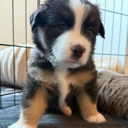 Tide - Black tri male Miniature American Shepherd puppy in Phoenix, Arizona from Outlaw Minis